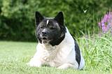 AKITA AMERICAIN 512